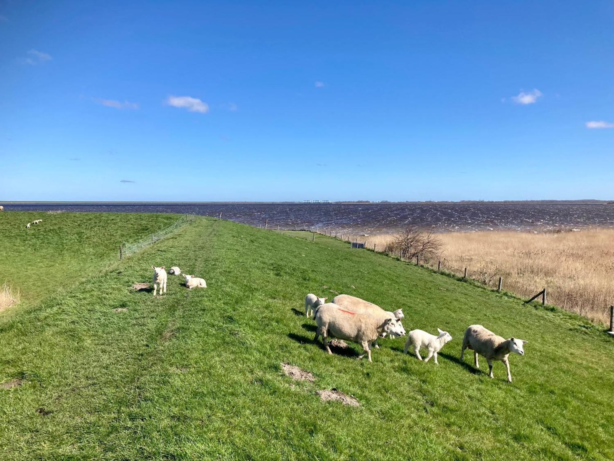 Haus Gaby Direkt Am Lauwersmeer Anjum 外观 照片